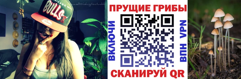 Псилоцибиновые грибы Psilocybe  Городец 